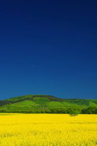 Campo de colza amarelo fresco vívido — Fotografia de Stock