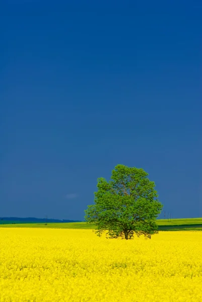Alone standing green tree — Stock Photo, Image