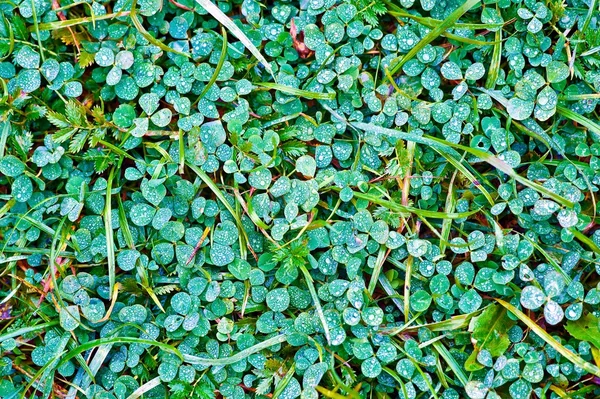 Färskt grönt gräs Stockfoto