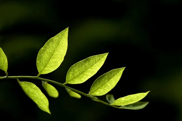 stock image The locust tree leaf spring