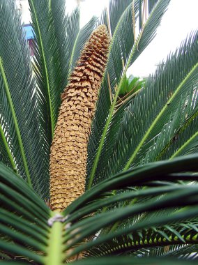 Sagopa Kajmer cycas