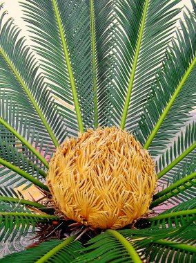 Sagopa Kajmer cycas