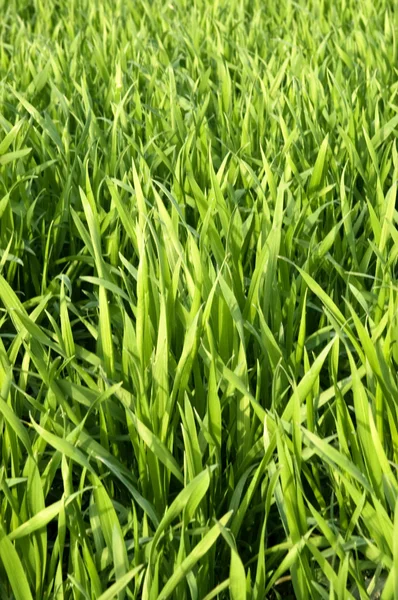 Spring wheat farmland — Stock Photo, Image