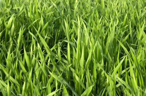Spring wheat farmland — Stock Photo, Image