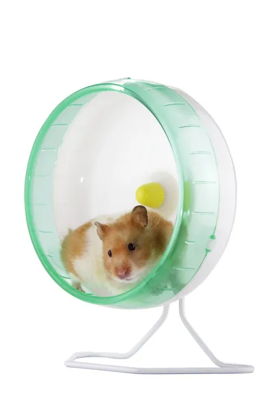 Hamster in a wheel — Stock Photo, Image