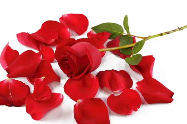 Rosa vermelha e pétalas de rosa — Fotografia de Stock