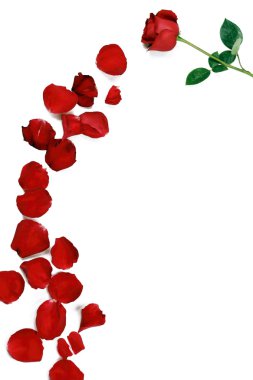 Rose flower with petals clipart
