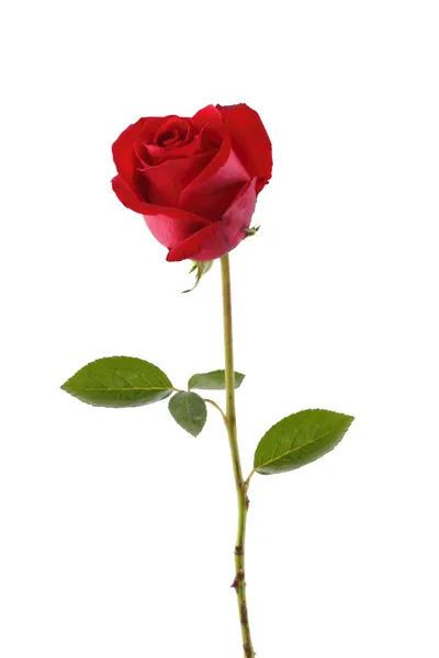 Una rosa roja — Foto de Stock