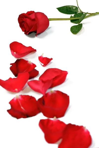 Rosenblüte mit Blütenblättern — Stockfoto