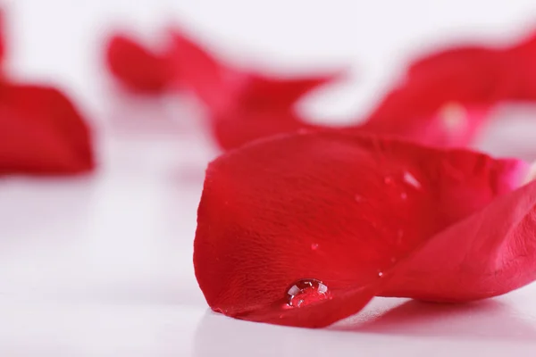 Rose petal — Stock Photo, Image