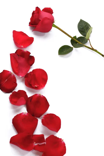 Квітка троянди з пелюстками Ліцензійні Стокові Зображення