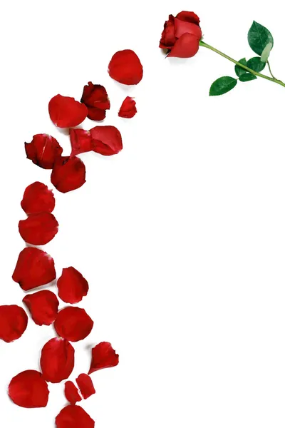 Fleur rose avec pétales Images De Stock Libres De Droits