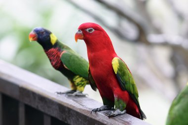 Australian King Parrot clipart