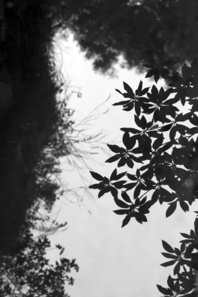Reflektion av löv — Stockfoto