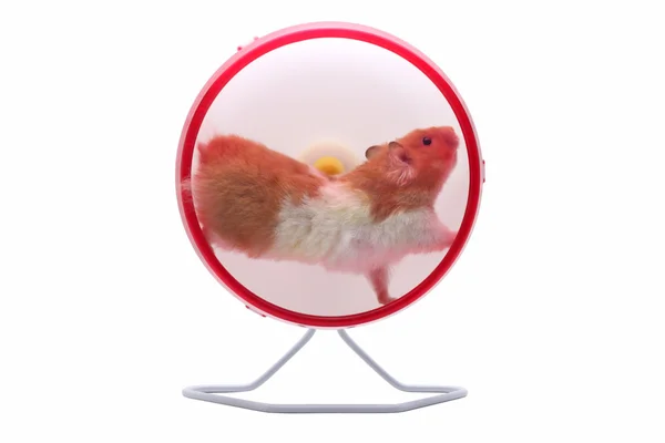 Hamster egzersiz — Stok fotoğraf