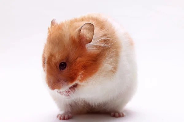 Um hamster sírio — Fotografia de Stock