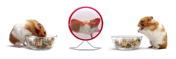 Hamster sammanställning — Stockfoto