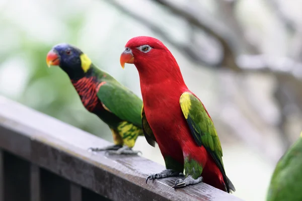 Australian King Parrot — Stock Photo, Image