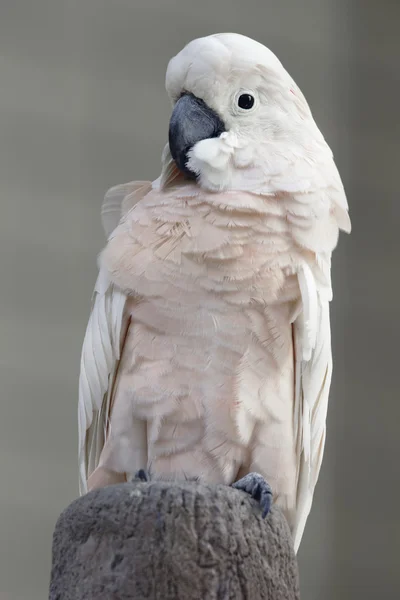 Moluccan Cockatoo — Stock Photo, Image