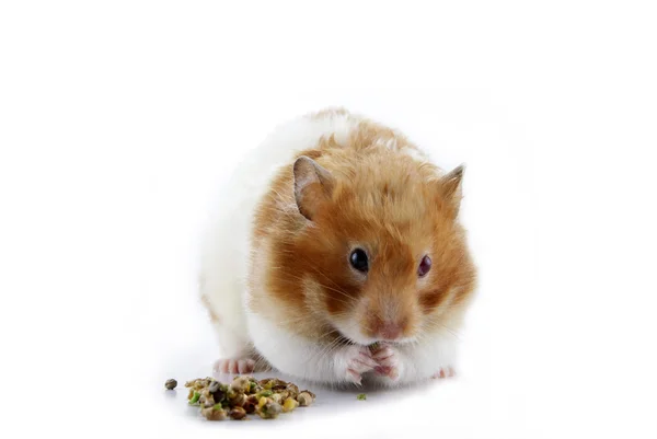 Hamster eten — Stockfoto