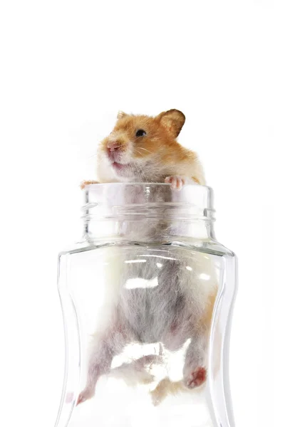 Hamster em um frasco — Fotografia de Stock