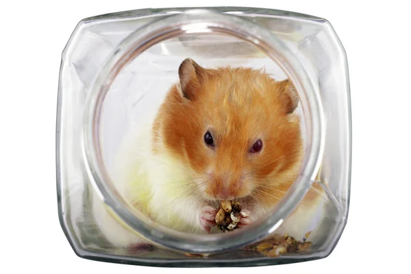 Comendo hamster — Fotografia de Stock
