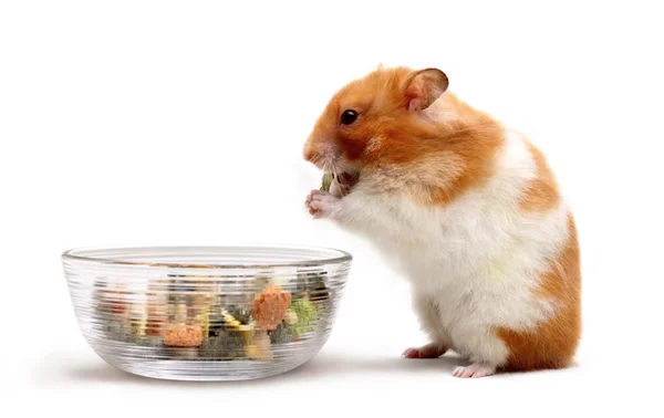 Hamster sírio Fotografias De Stock Royalty-Free