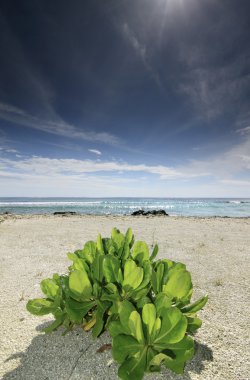 Kandoo funda (Hernandia nymphaeifolia)