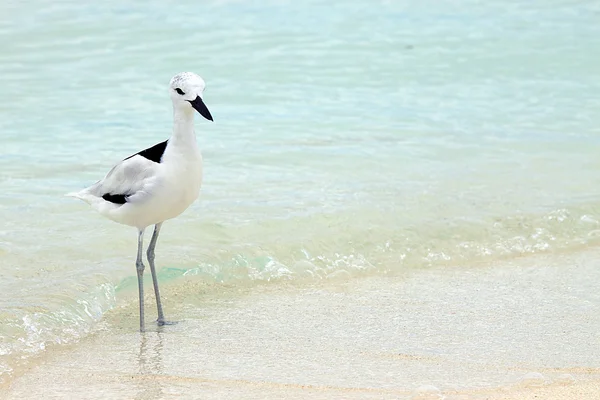 stock image Crab Plover