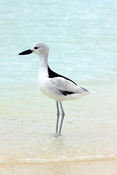 stock image Crab Plover