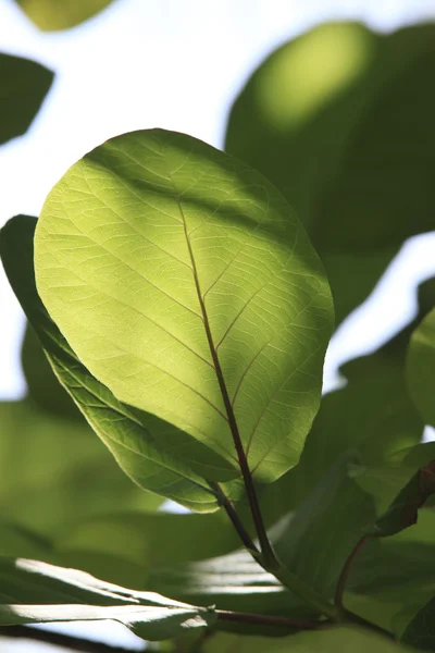 stock image Kandoo tree leafs