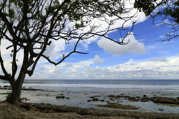 Pohon di pantai Stok Gambar Bebas Royalti