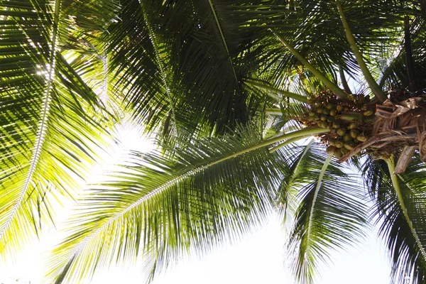 Kokosowe drzewo Obrazek Stockowy