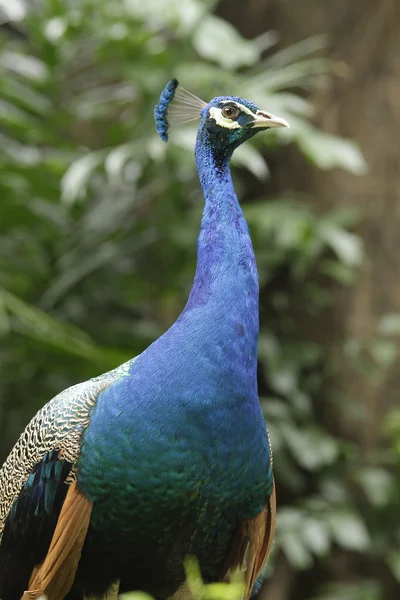 Indian Peacock — Stock Photo, Image