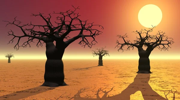 Baobás ao pôr-do-sol — Fotografia de Stock