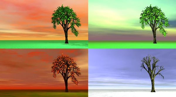 Dört mevsim ağaç — Stok fotoğraf