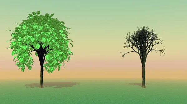 Duas árvores — Fotografia de Stock
