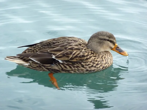 Pato Mallard flotando en el agua — Foto de Stock