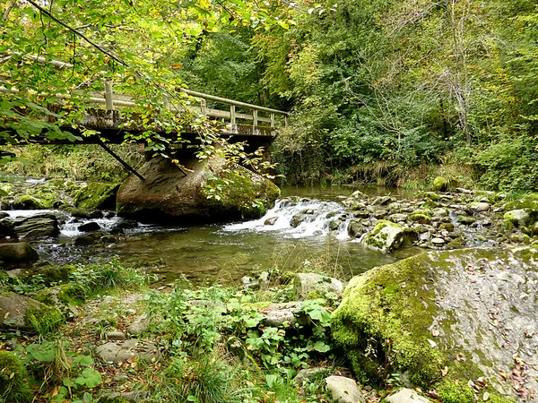 Мост через реку в лесу — стоковое фото