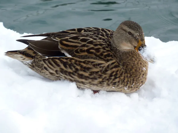 Mallard duck liggend op de sneeuw — Stockfoto