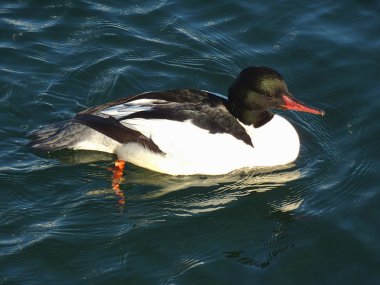 goosander erkek ördek