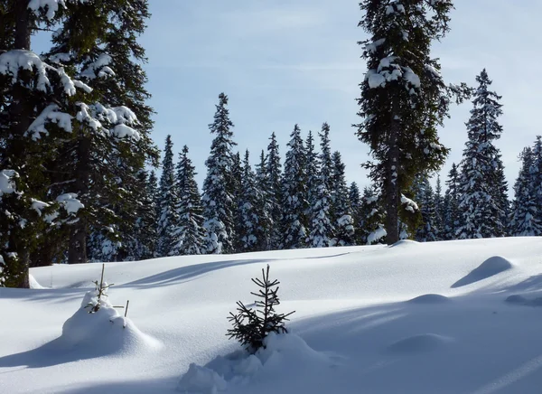 stock image Forest of fir trees by winter