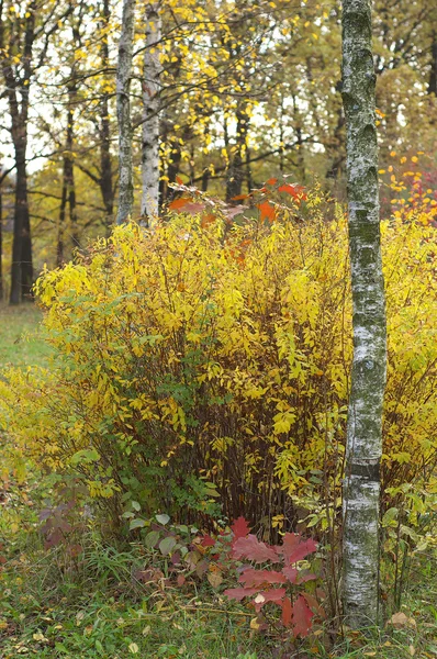 The multi-coloured vegetation — Stock Photo, Image