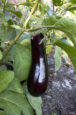 Eggplant clipart