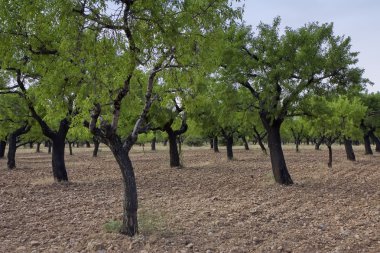 Almond trees clipart