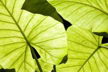 Close-up of backlit Alocasia clipart