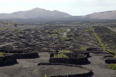 lanzarote bağ