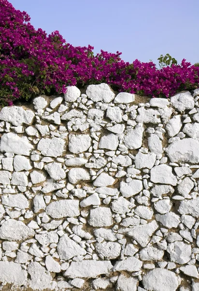Mur de pierre et bougainvilliers — Photo