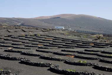 lanzarote bağ