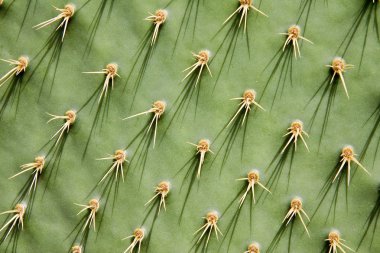 Prickly pear cactus clipart
